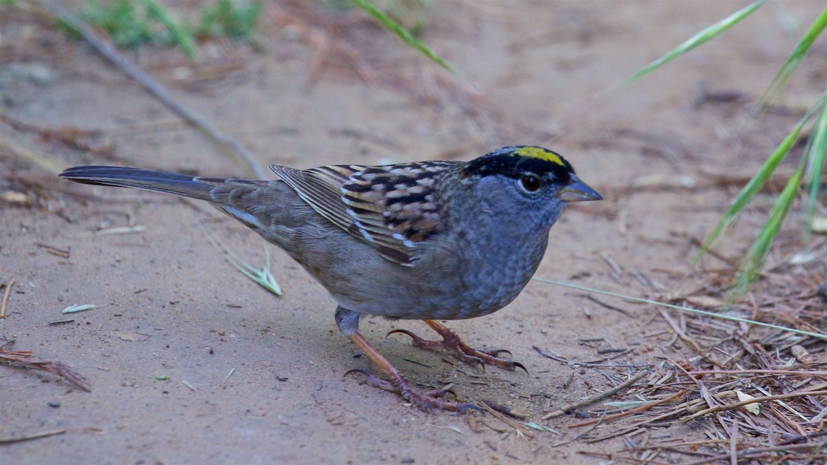 Golden-crowned Sparrow - ML618231585