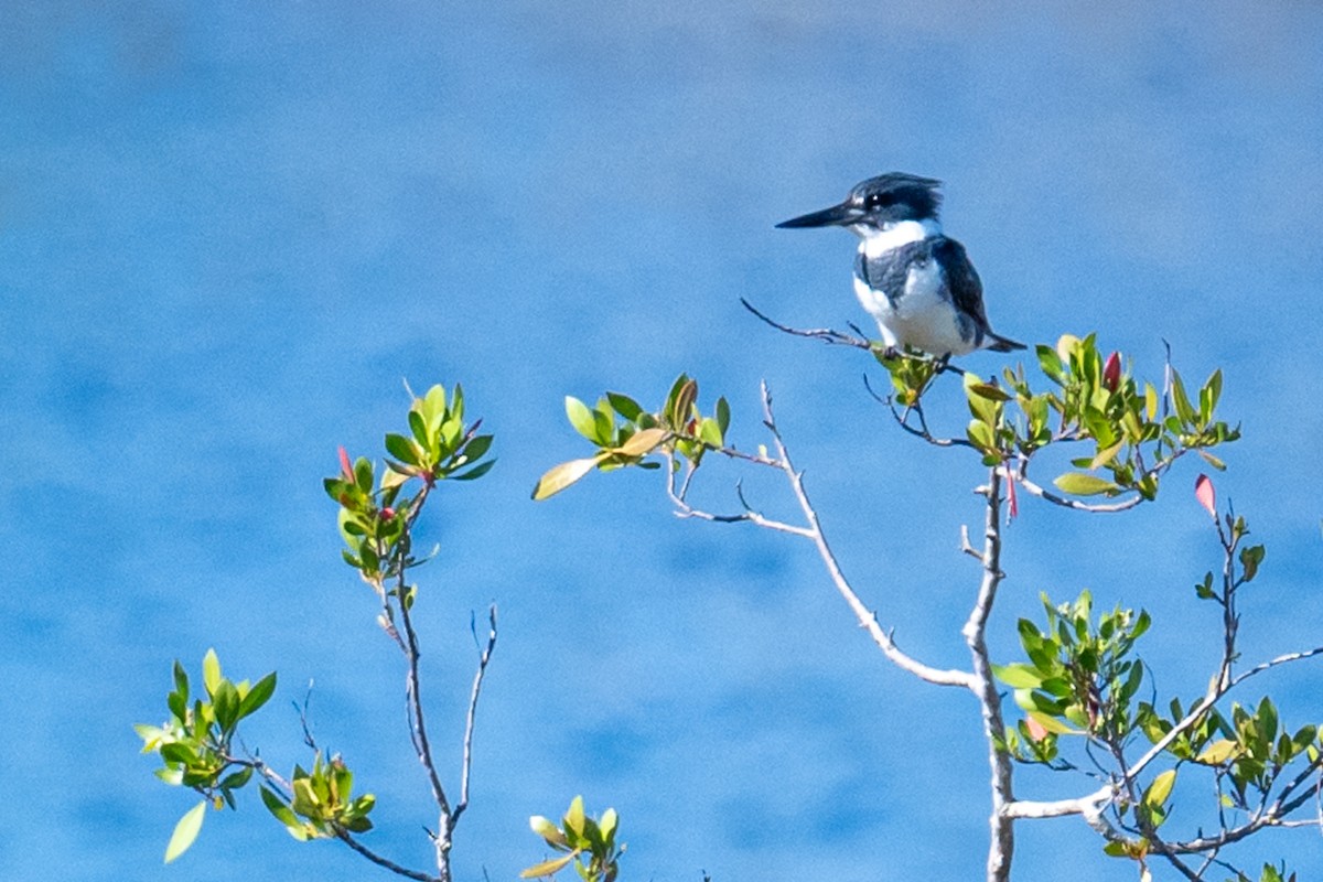 Belted Kingfisher - Dick Murray