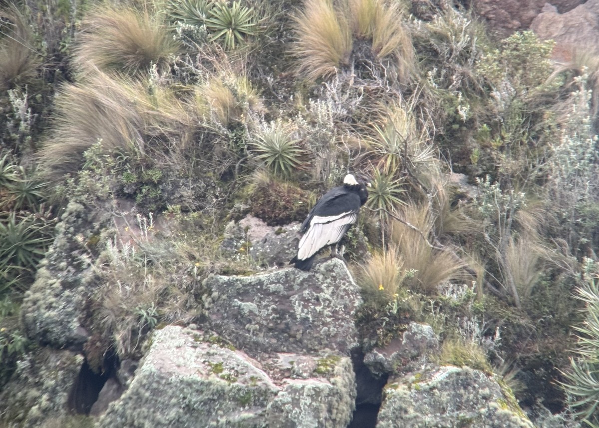 Andean Condor - ML618231626