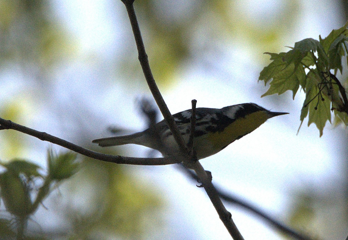 Yellow-throated Warbler - Kerry Loux