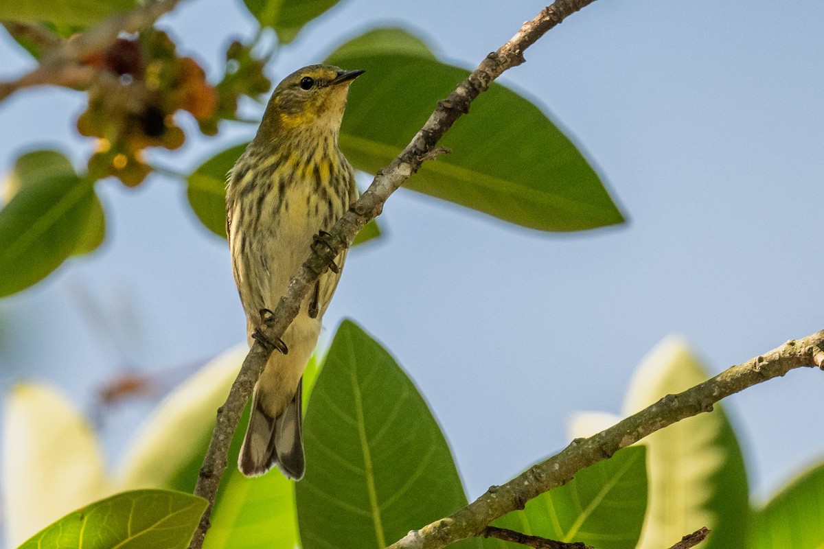 Cape May Warbler - ML618231671