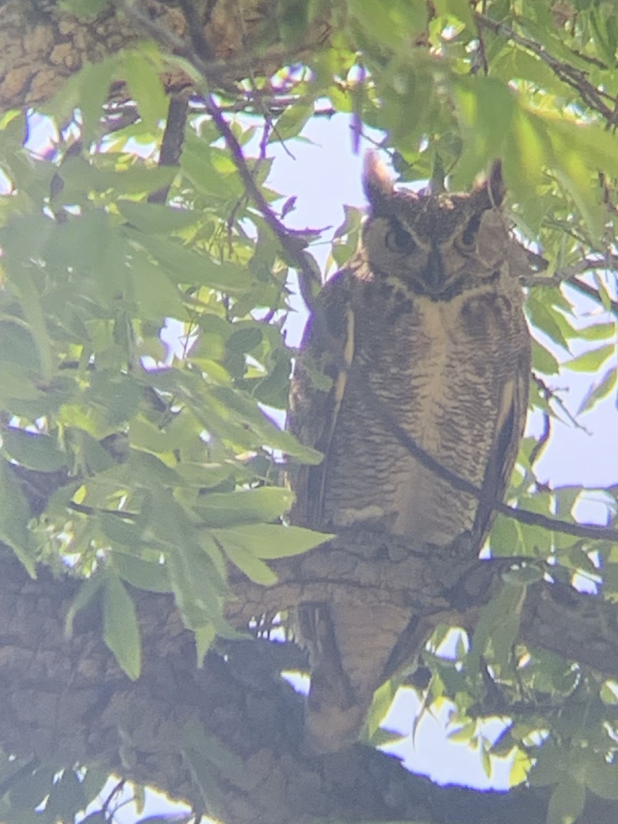 Great Horned Owl - ML618231676