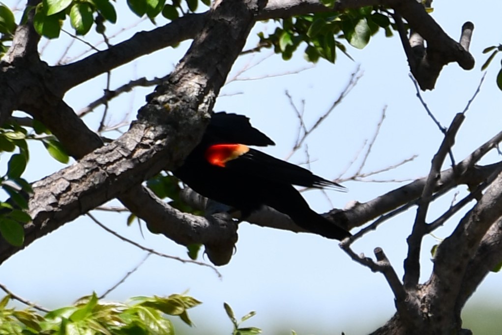 Red-winged Blackbird - ML618231678