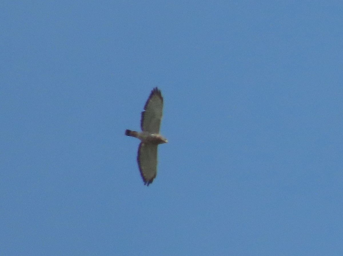 Broad-winged Hawk - Myron Gerhard