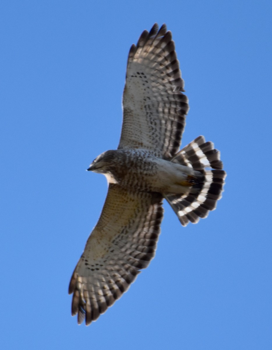 Broad-winged Hawk - Jada Fitch