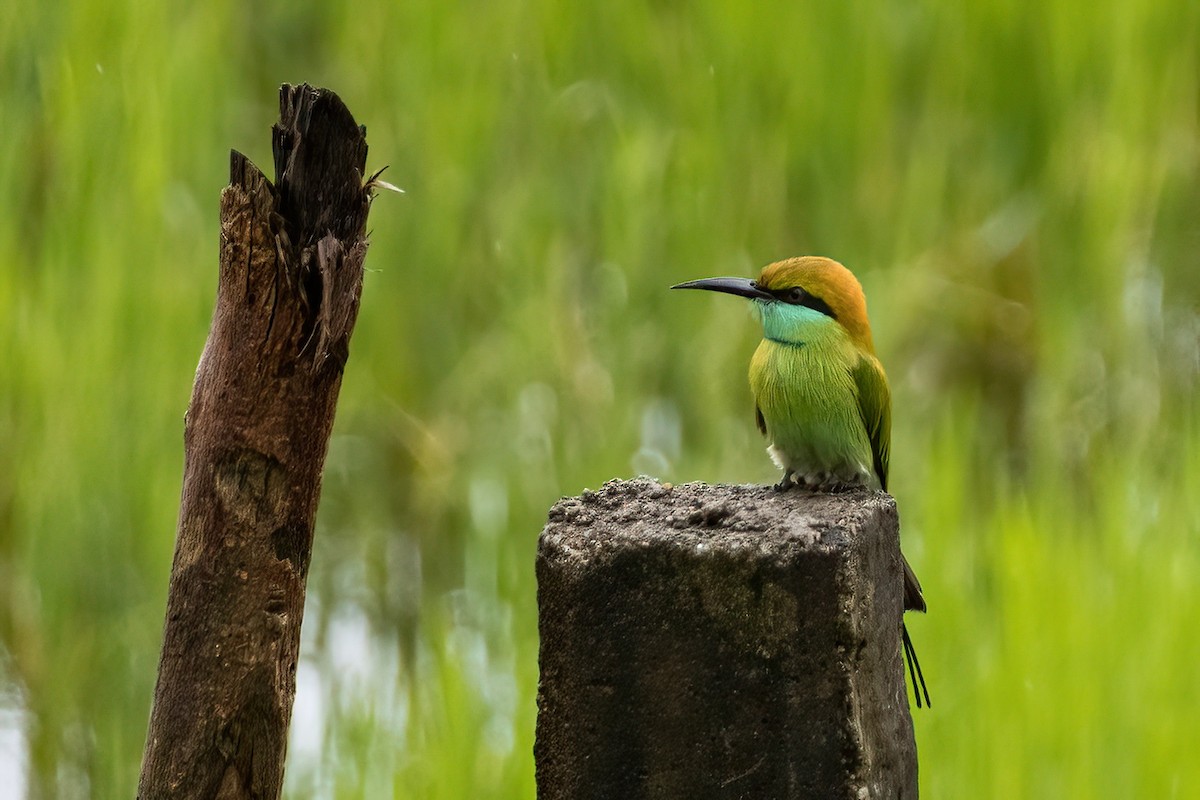 Asian Green Bee-eater - Shaqayeq Vahshi