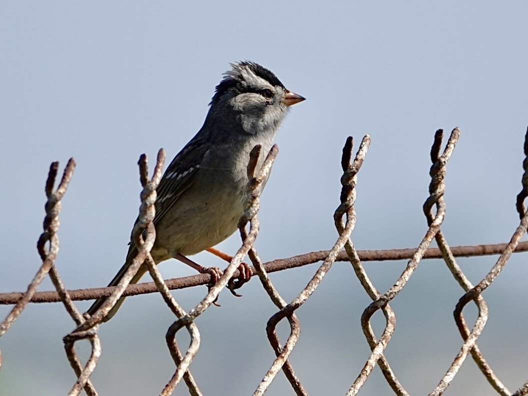 White-crowned Sparrow (Gambel's) - Brian Daniels