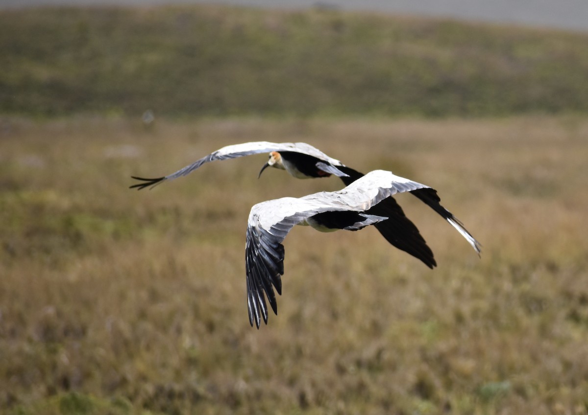 ibis šedokřídlý - ML618231745