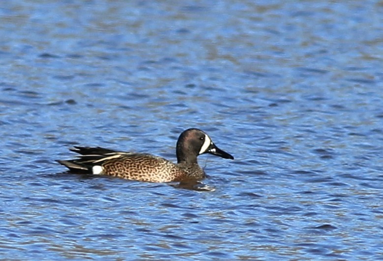 Blue-winged Teal - ML618231762