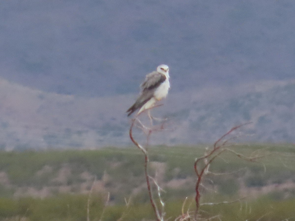 White-tailed Kite - ML618231766