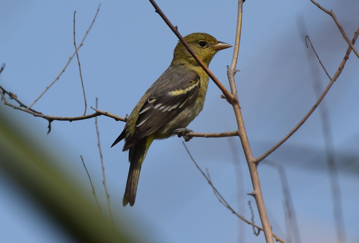 Western Tanager - Dimitris Dimopoulos