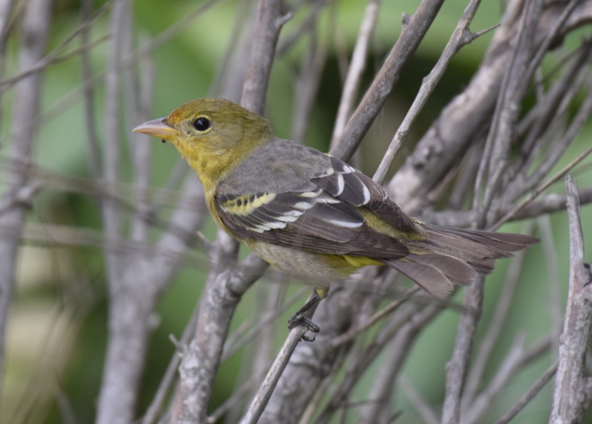 Western Tanager - ML618231794
