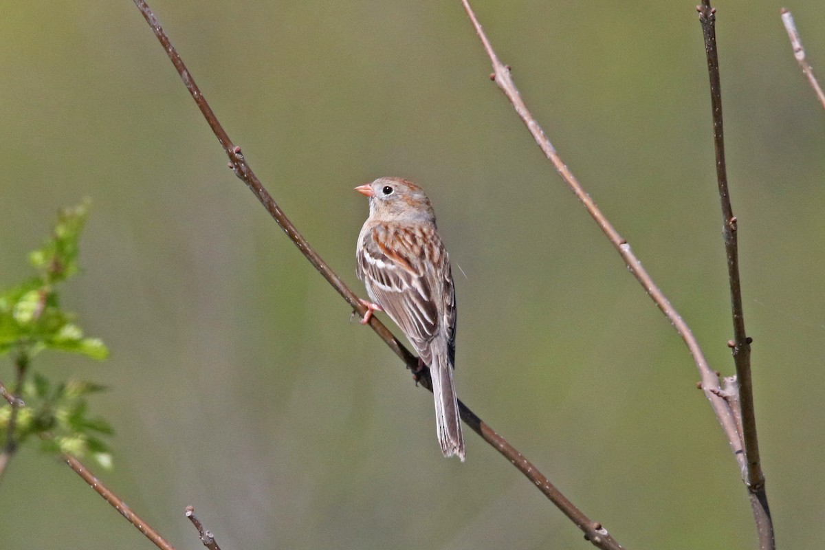 Field Sparrow - ML618231814