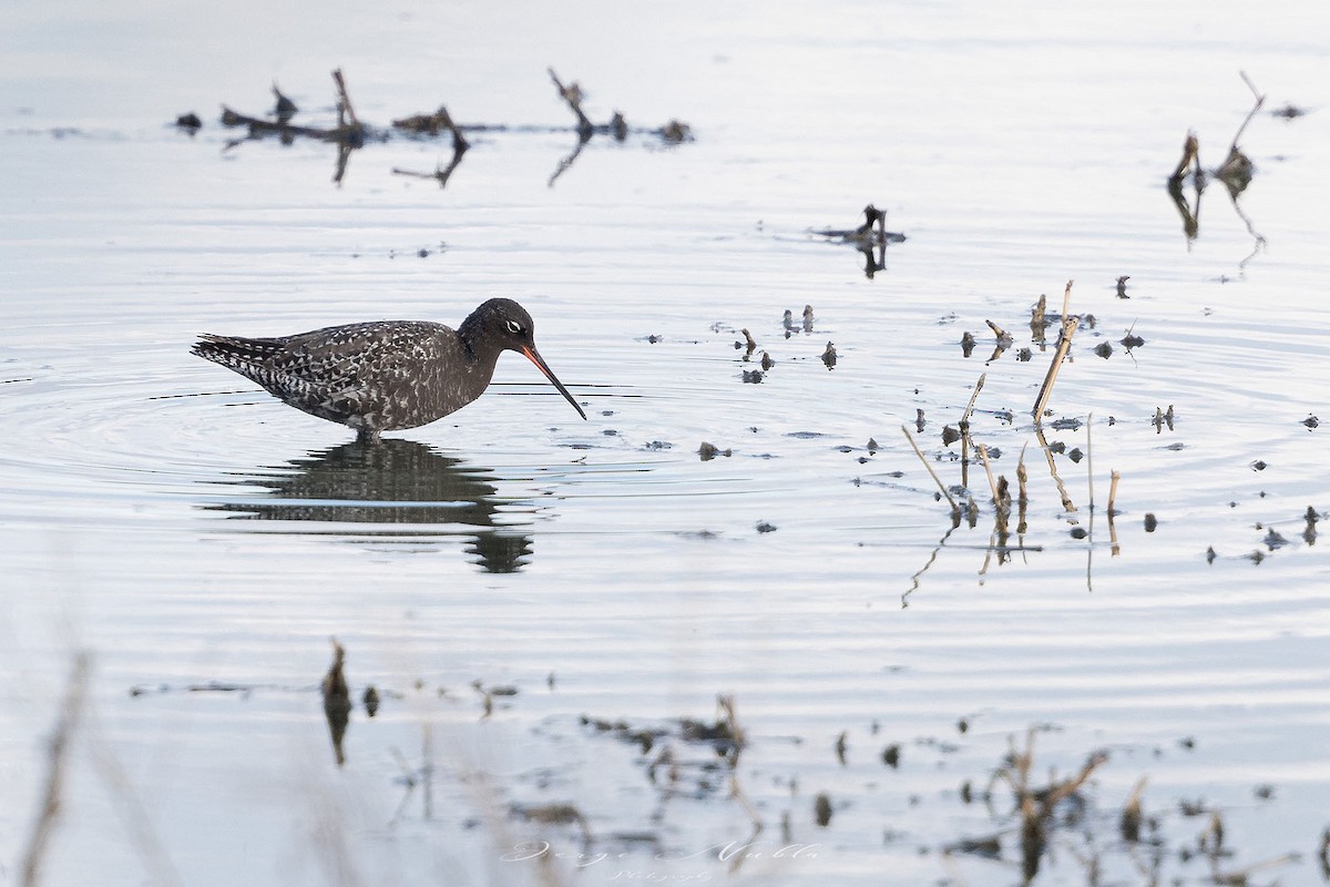 Spotted Redshank - ML618231816