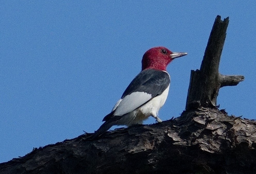 Red-headed Woodpecker - Bill Thompson