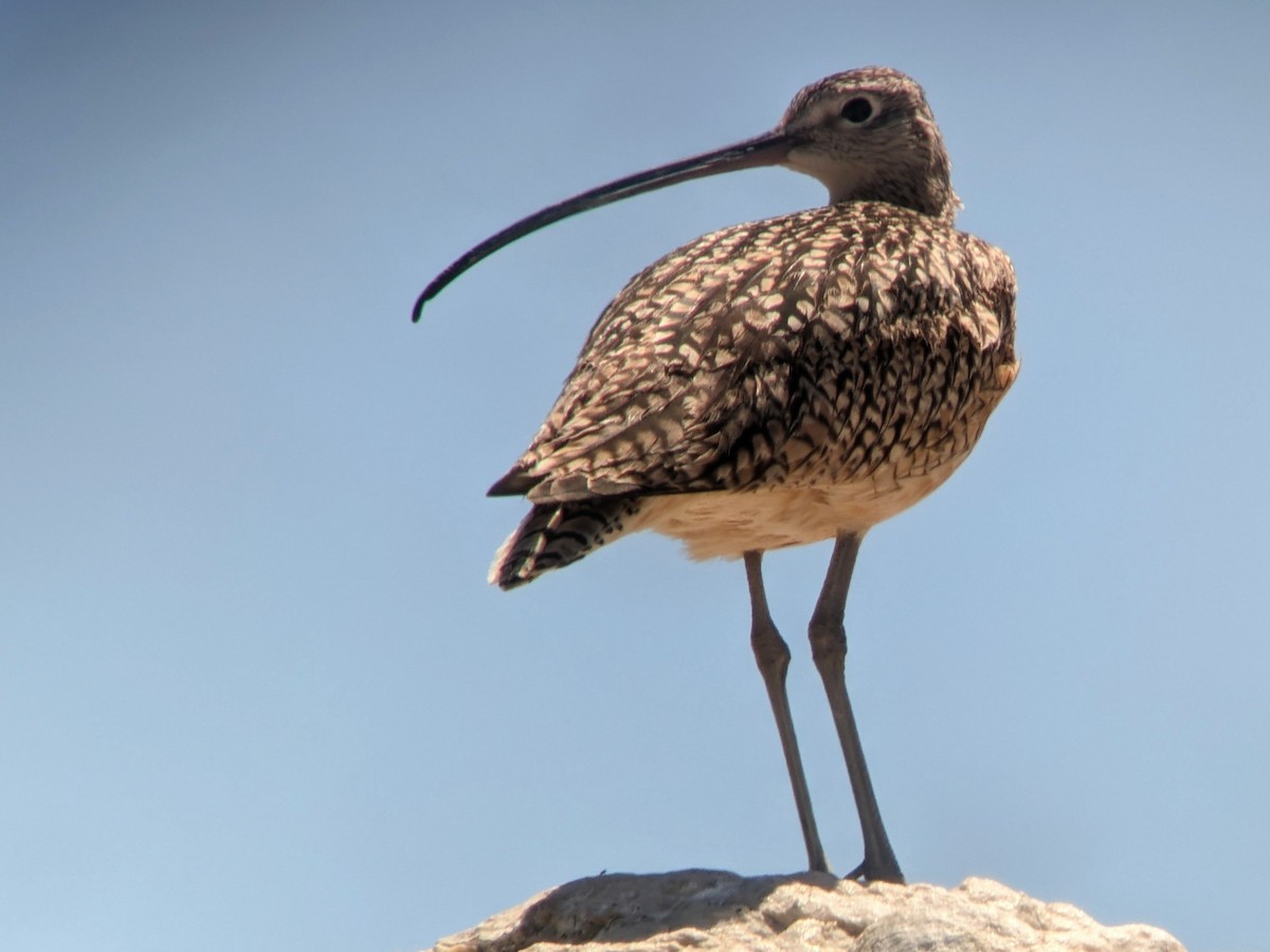 Long-billed Curlew - ML618231833