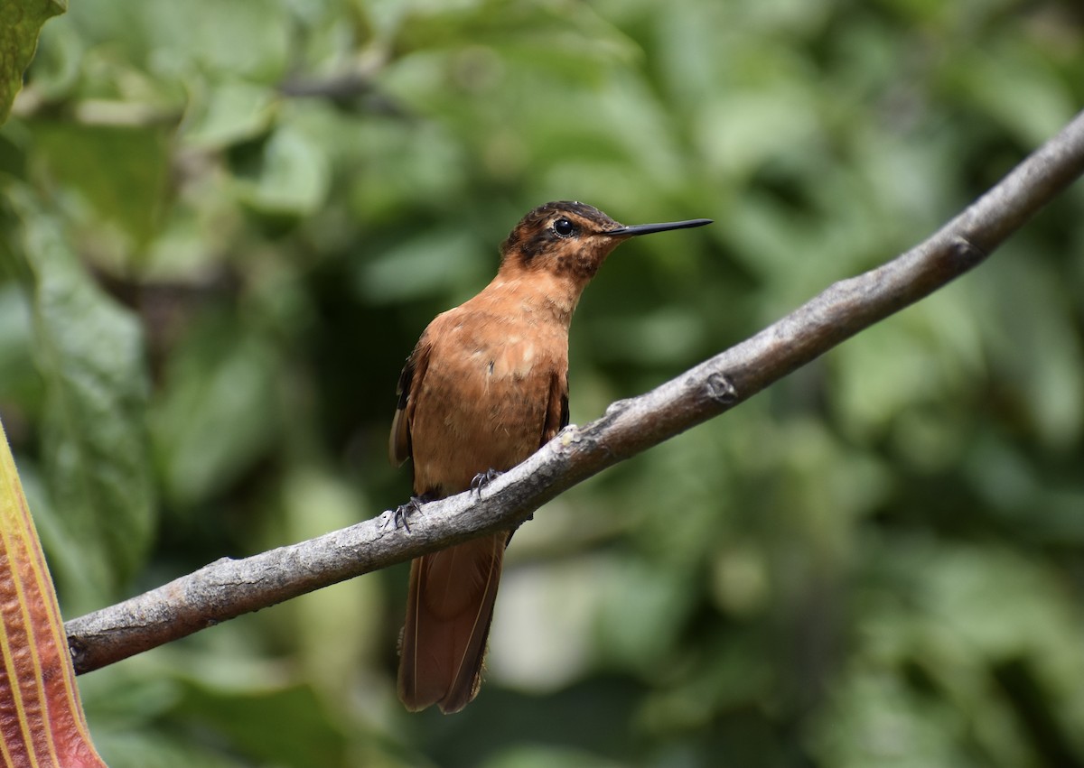 kolibřík duhovohřbetý - ML618231855