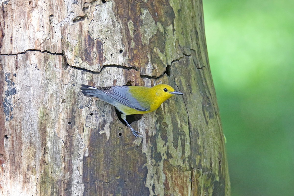 Prothonotary Warbler - ML618231860