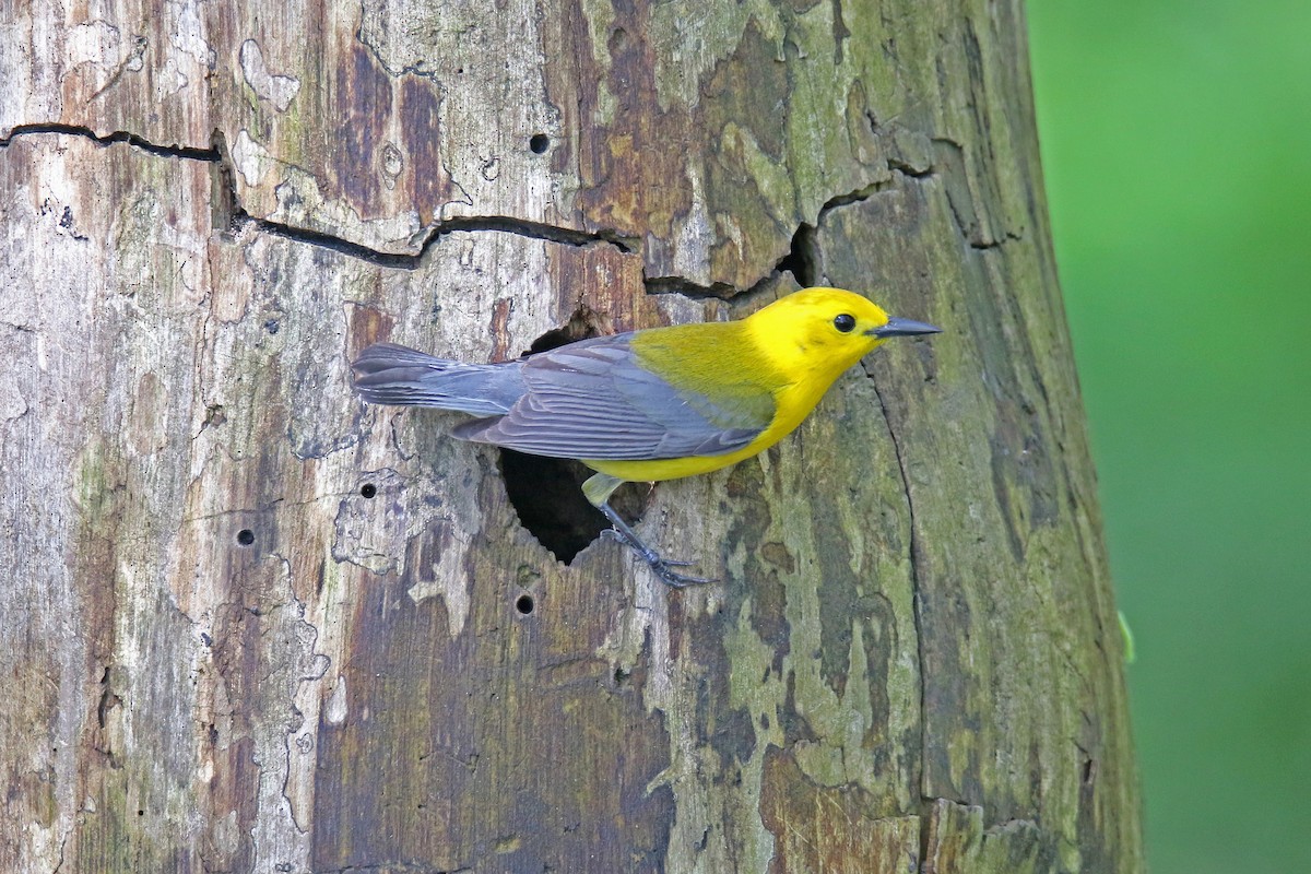 Prothonotary Warbler - ML618231861