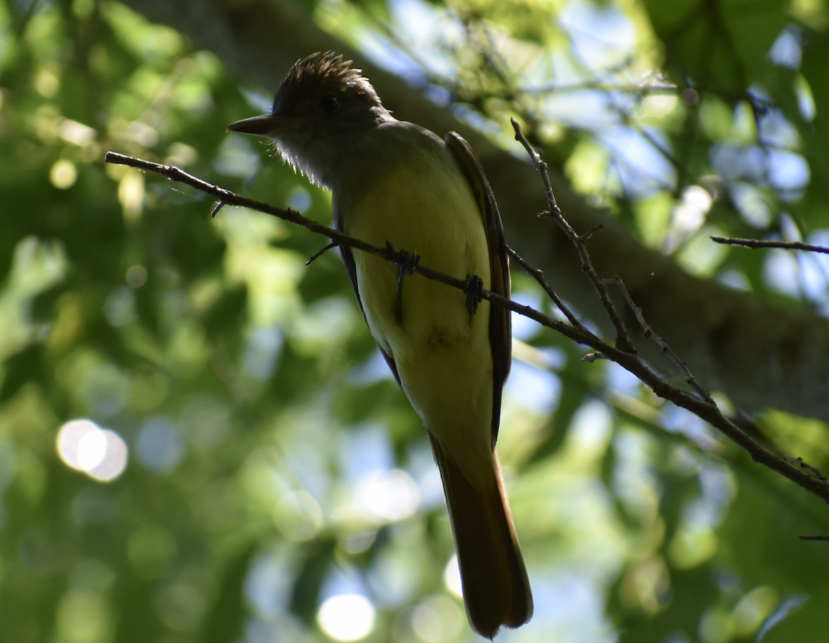Great Crested Flycatcher - ML618231896