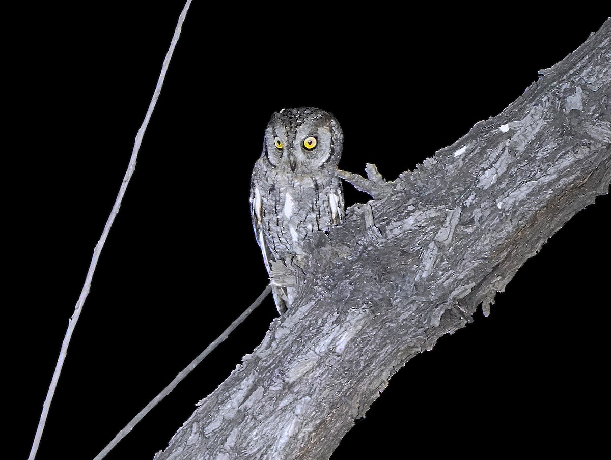 African Scops-Owl - ML618231907