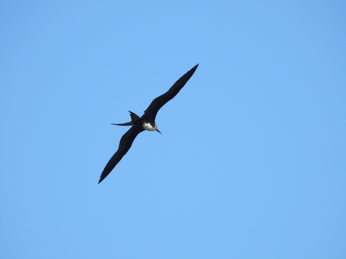 Magnificent Frigatebird - ML618231909