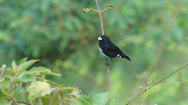 Black-and-white Seedeater - ML618231917