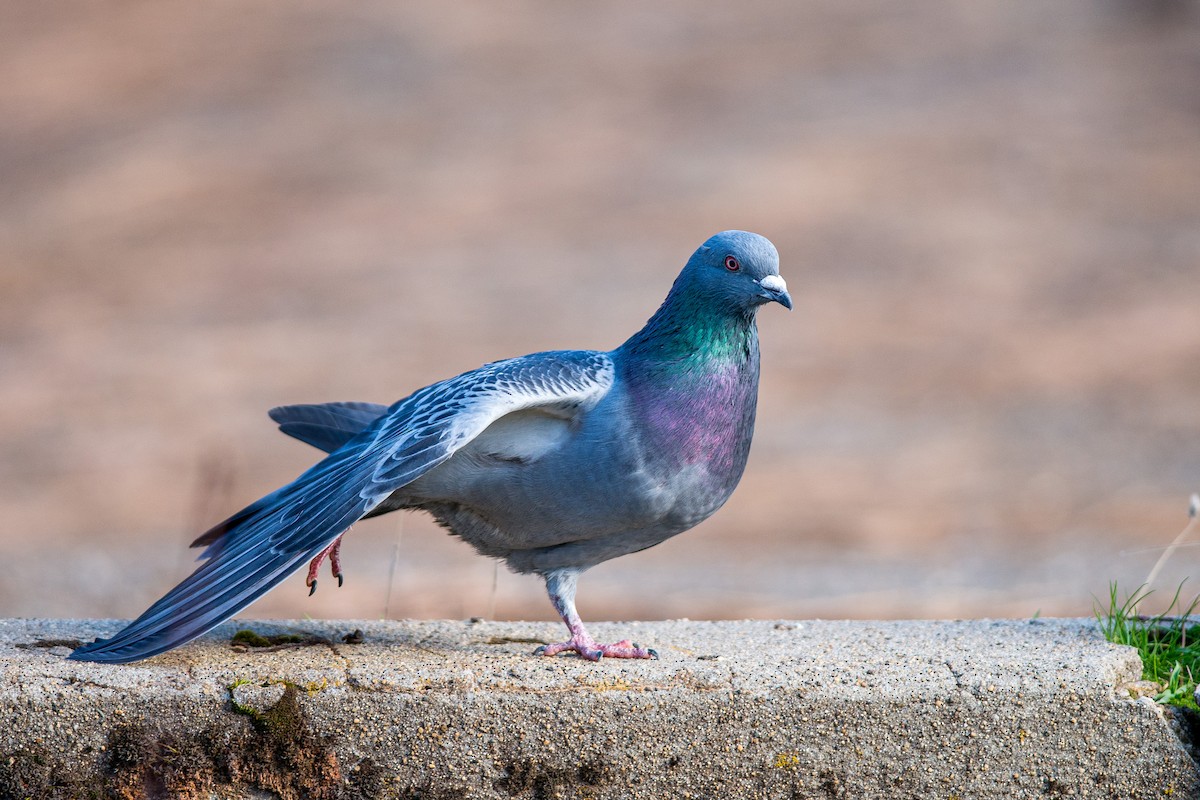 Rock Pigeon (Feral Pigeon) - ML618231932