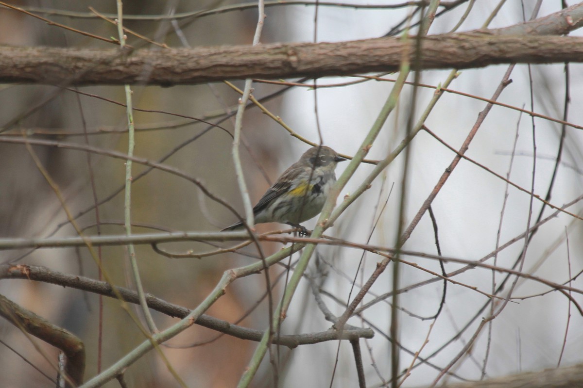 Yellow-rumped Warbler - Tom Moxley