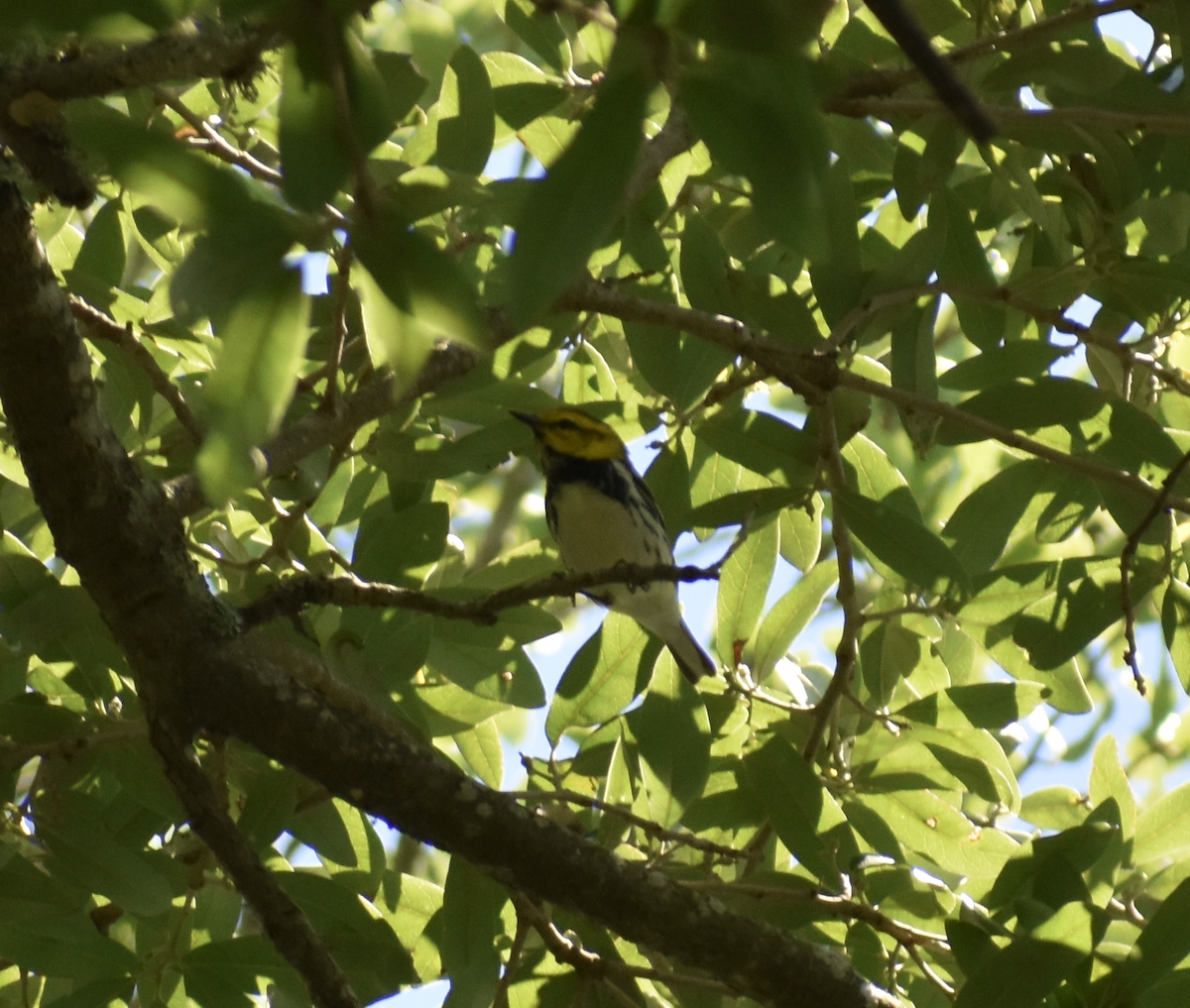 Black-throated Green Warbler - ML618231937