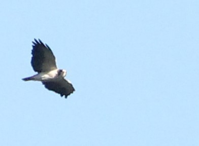 Short-tailed Hawk - ML618231981