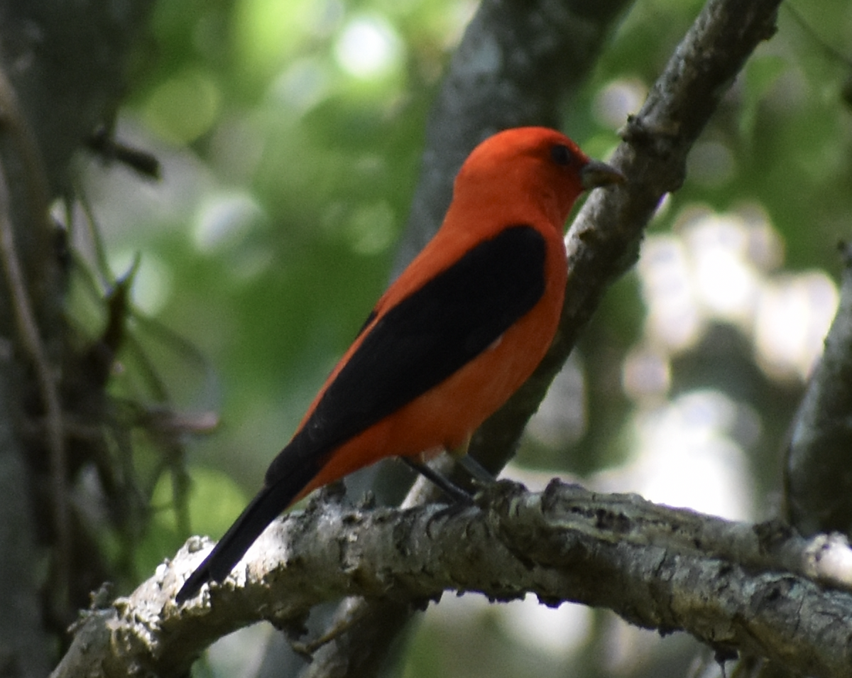 Scarlet Tanager - ML618231982