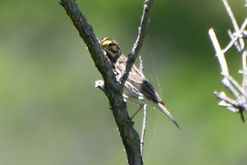 Savannah Sparrow - ML618231996