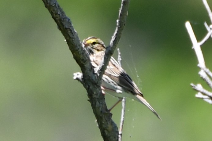 Savannah Sparrow - ML618231997