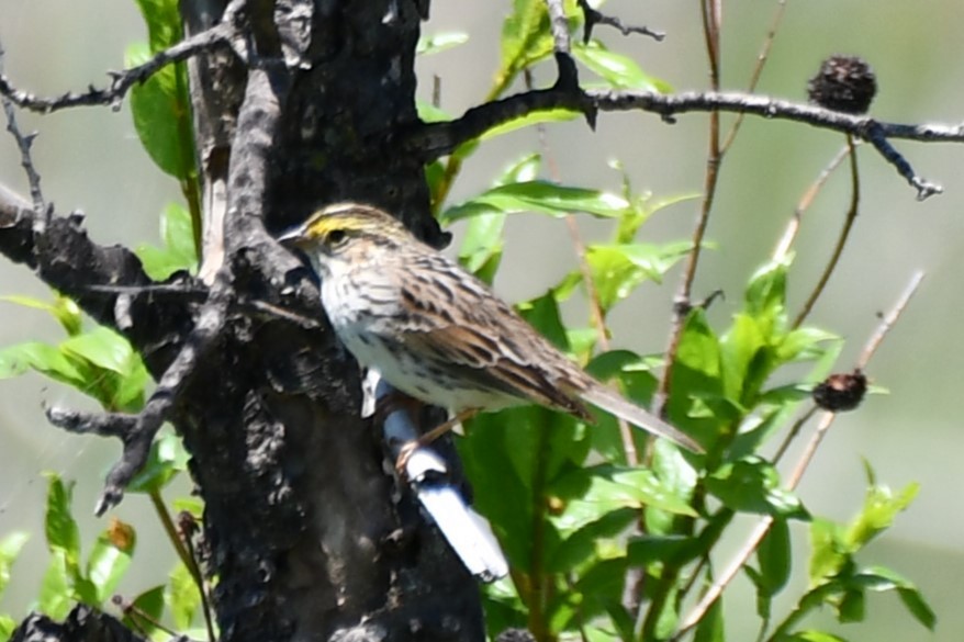 Savannah Sparrow - ML618231999