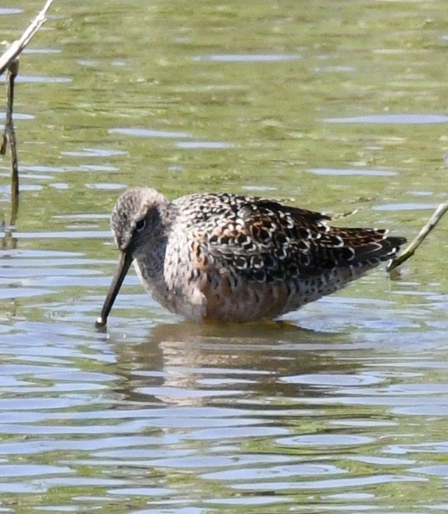 Long-billed Dowitcher - ML618232023