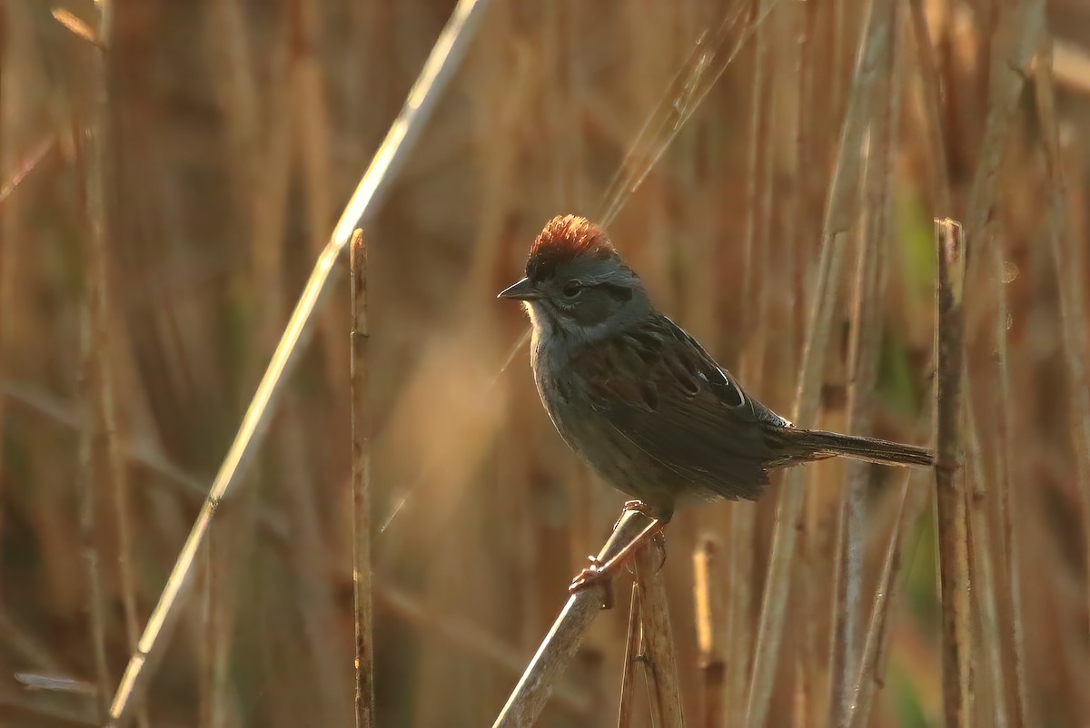 Swamp Sparrow - ML618232049