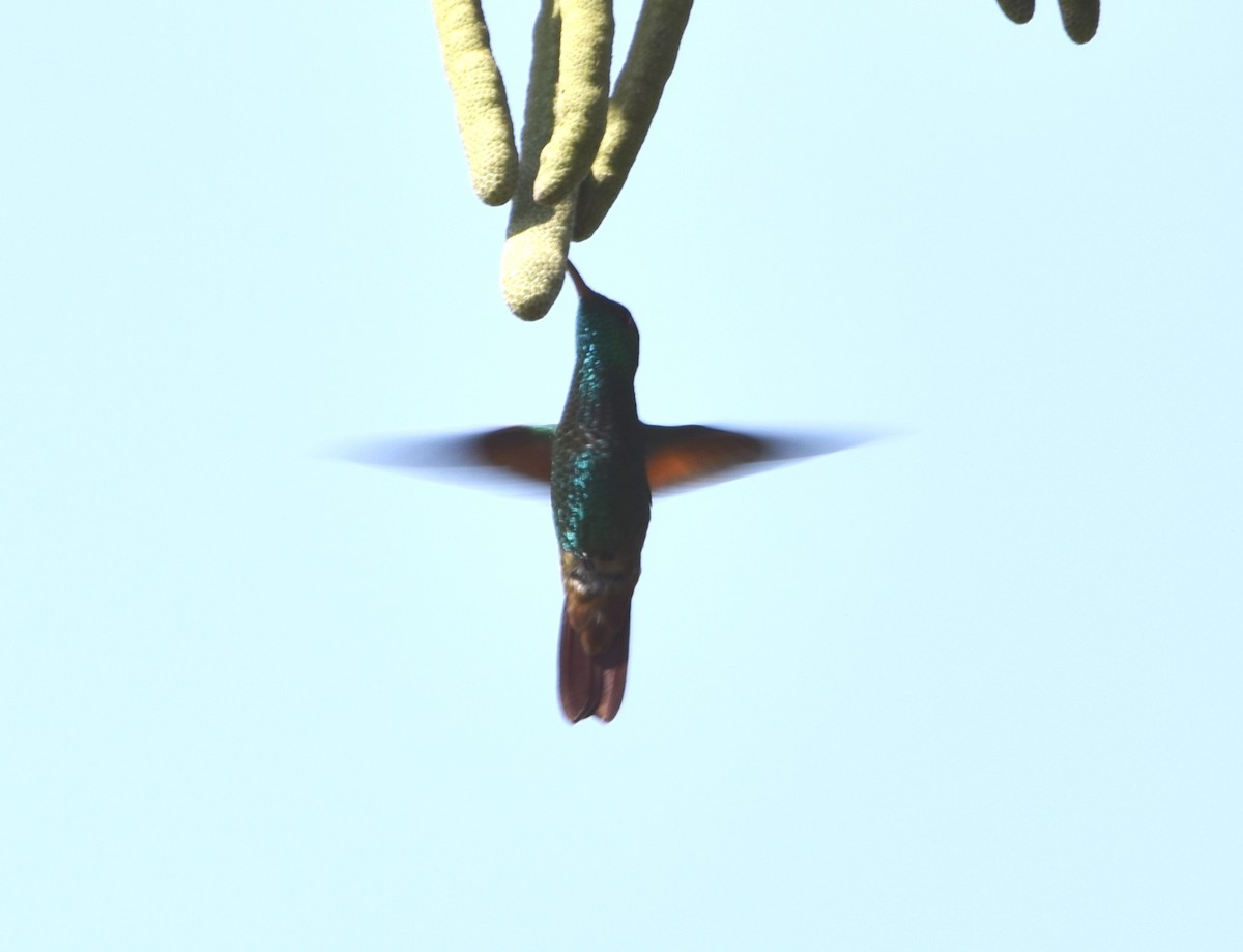 Berylline Hummingbird - ML618232052