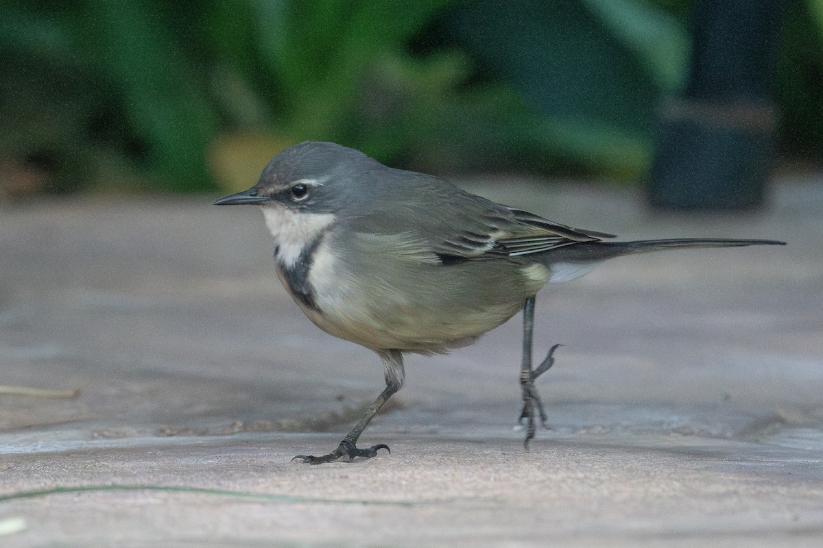Cape Wagtail - ML618232075