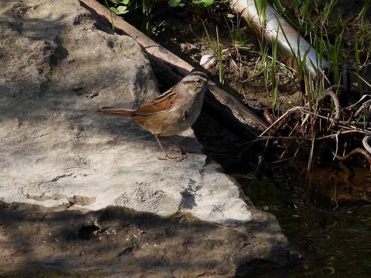 Swamp Sparrow - ML618232089