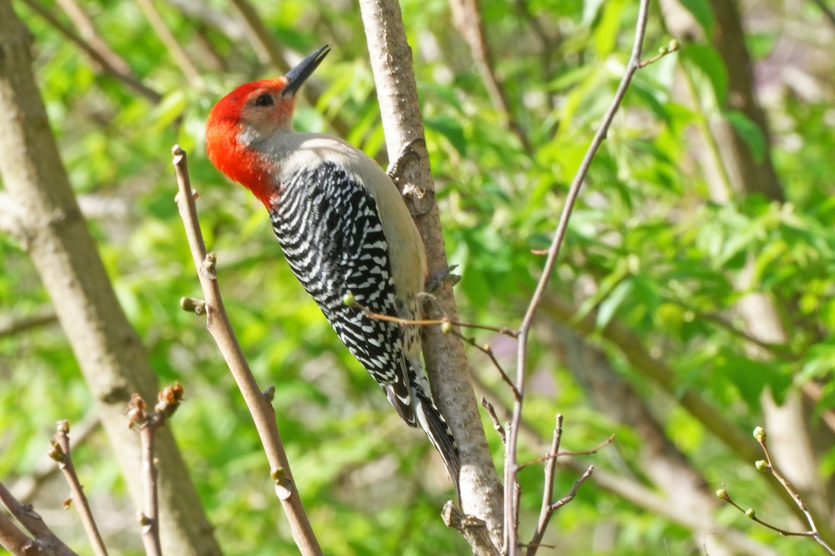 Red-bellied Woodpecker - Maneesh Rajvanshi