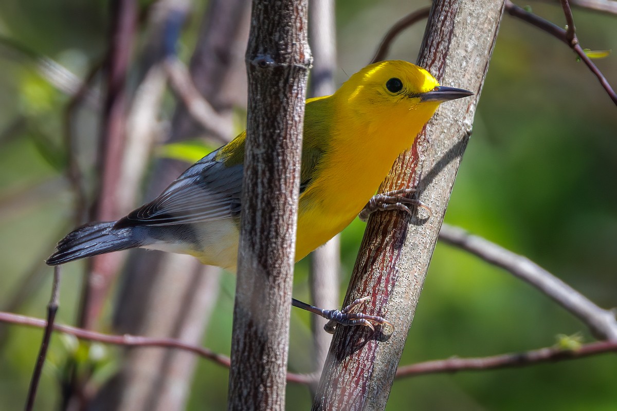 Prothonotary Warbler - ML618232138