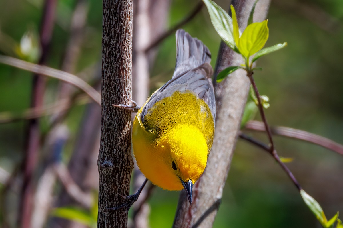 Prothonotary Warbler - ML618232139