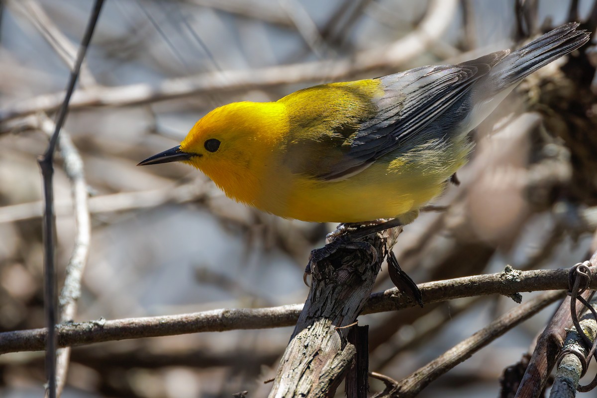 Prothonotary Warbler - ML618232140