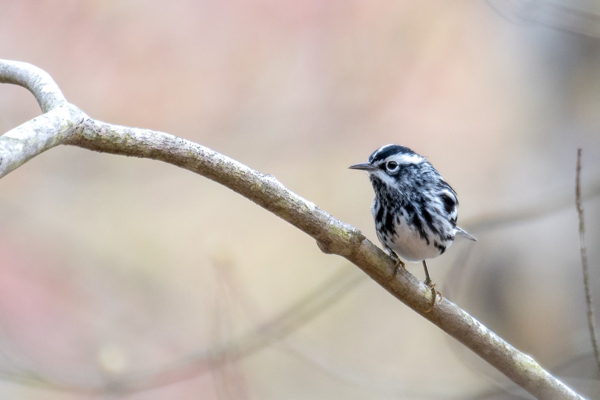 Black-and-white Warbler - ML618232177