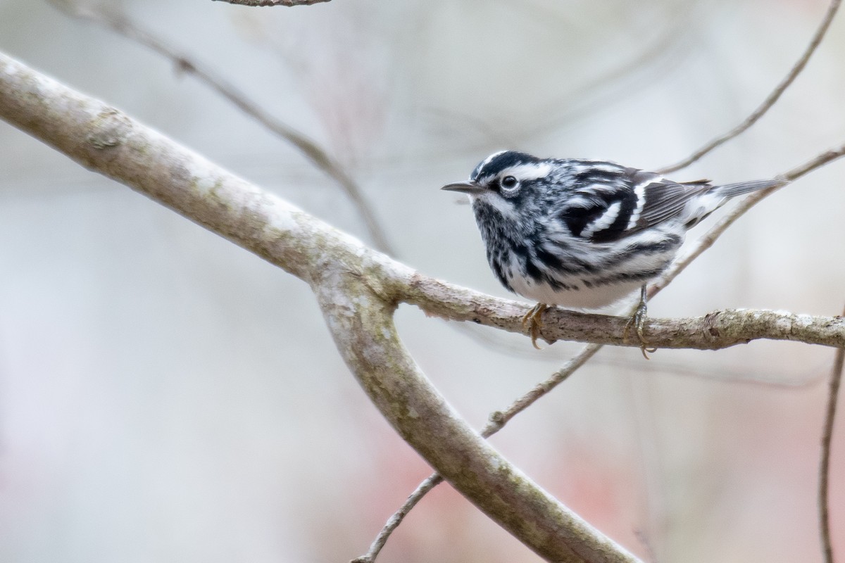 Black-and-white Warbler - ML618232178