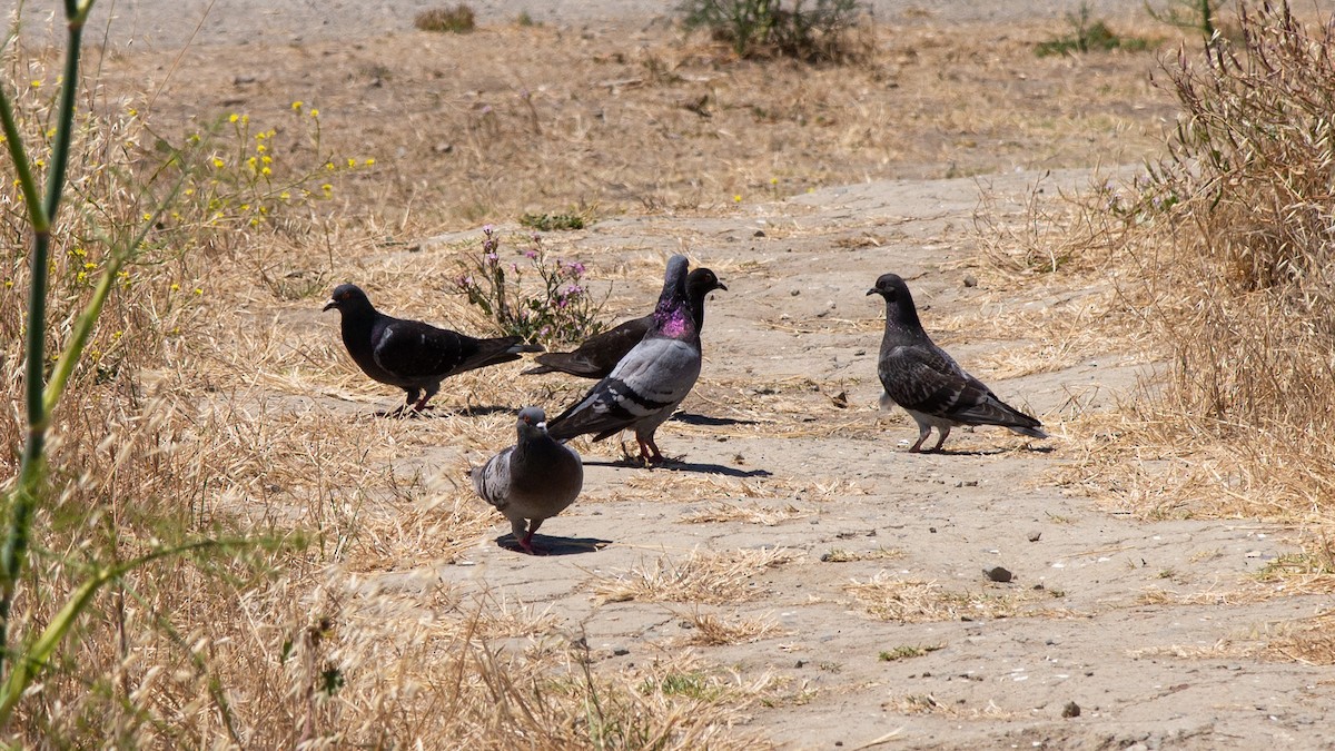 Rock Pigeon (Feral Pigeon) - ML618232204