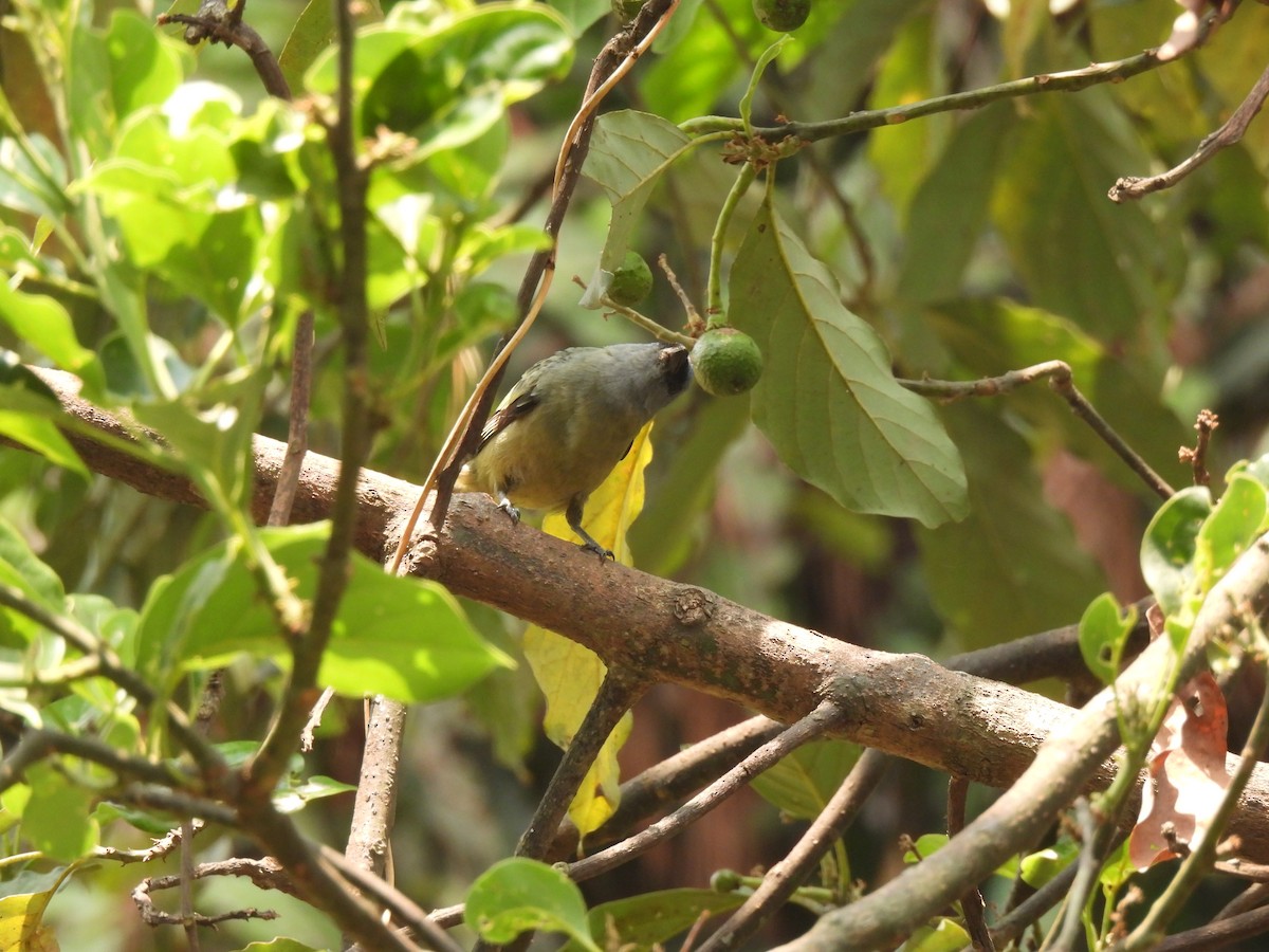 Yellow-winged Tanager - ML618232247