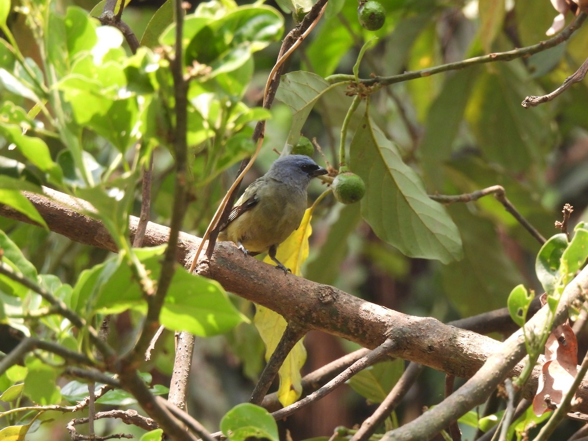Yellow-winged Tanager - ML618232248