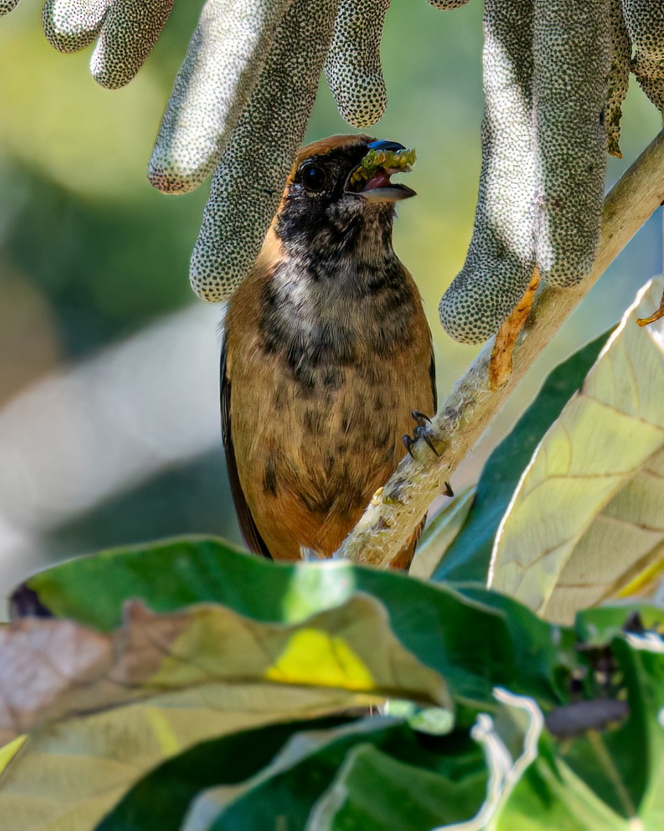 Burnished-buff Tanager - ML618232265